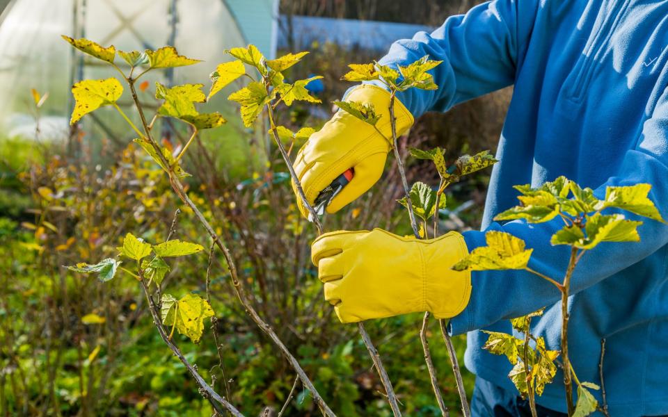 it is a good idea to reduce the canopy of vulnerable, fast-growing plants such as buddleia and hybrid tea roses - iStockphoto 