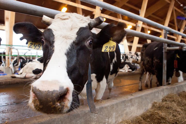 Many cows on the farm. The barn. The production of beef , veal. Milk production