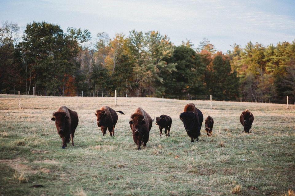 Bison are a big attraction to visitors to Hackmatack Farm.