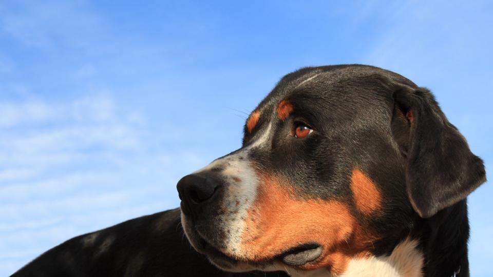 close up of a greater Swiss mountain dog against a blue sky