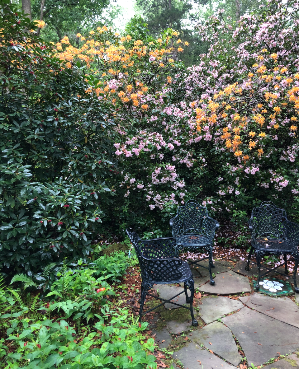 Florida flame azalea, combined with mountain laurel and Florida anise, graces the Secret Garden at Native Nurseries.