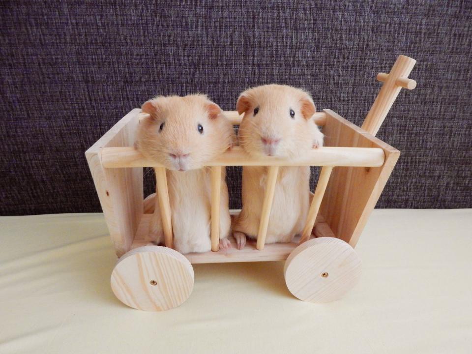 For Pair of Guinea Pig Boys