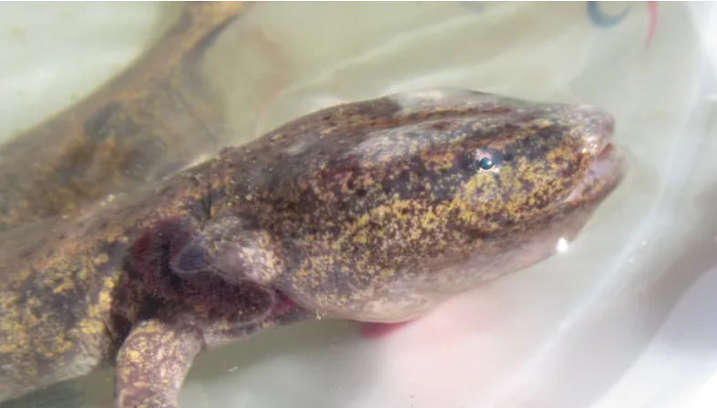 Mudpuppies, shown here, bear that name because of the "somewhat embellished notion that their squeaky vocalizations sound like a dog's bark," according to National Geographic.