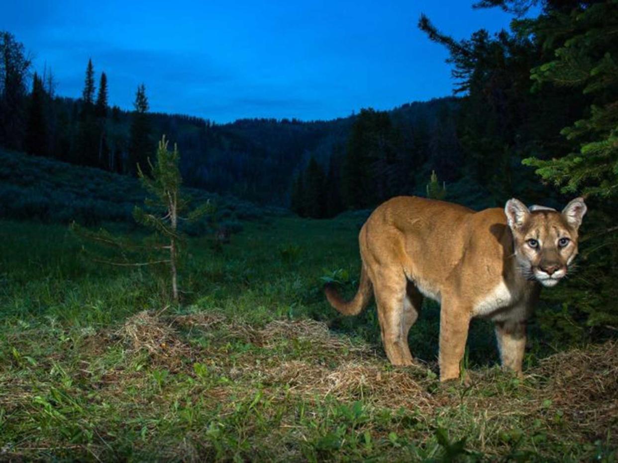 Mountain lion spotted stalking children on bikes in California (iStock)