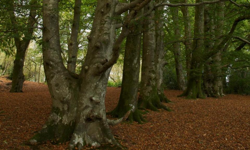 A grove of Beech trees Thorncombe wood.