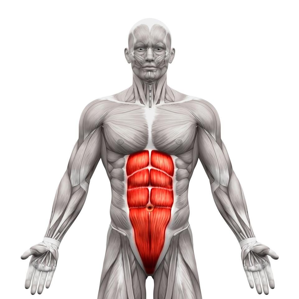 rectus abdominis abdominal muscles anatomy muscles isolated