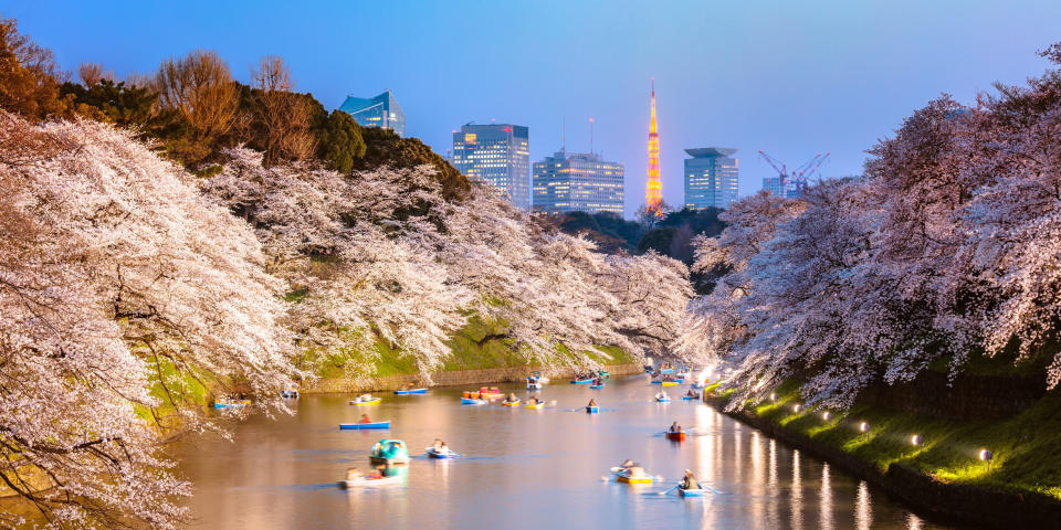 Chidorigafuchi-Graben während der Kirschblütensaison bei Sonnenuntergang in Tokio.
 - Copyright: Getty Images