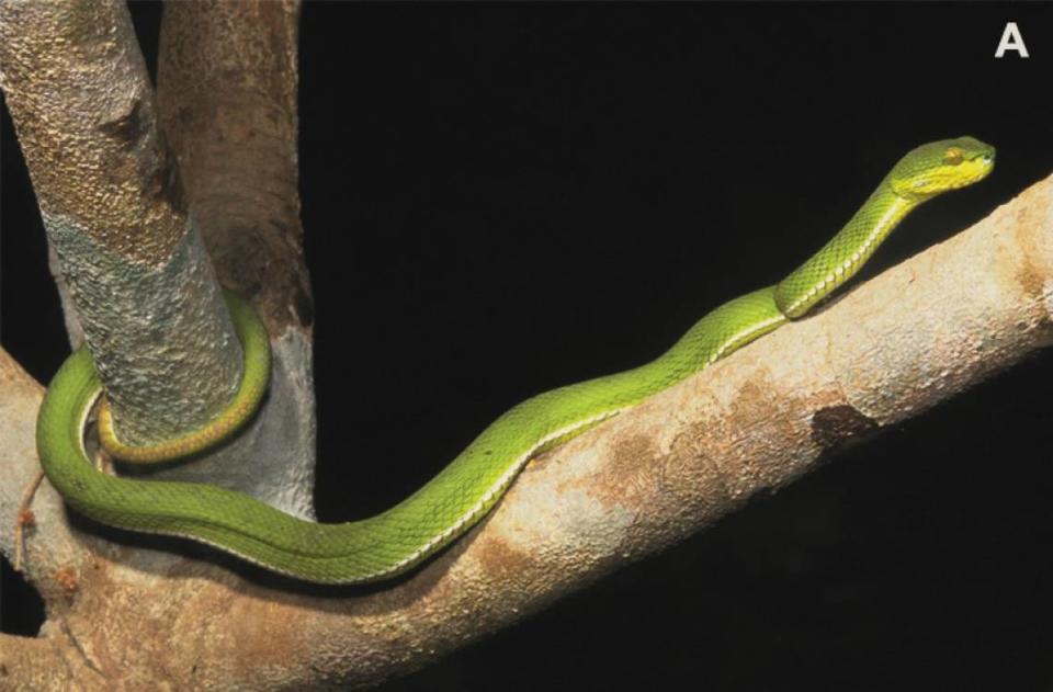 A lighter-colored Trimeresurus ayeyarwadyensis, or Ayeyarwady pit viper. Photo from the CAS-Myanmar Herpetology Survey team