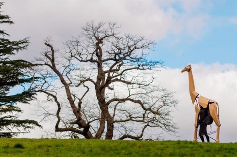 Puppeteer Sebastian Mayer with Zafara the life-size giraffe puppet