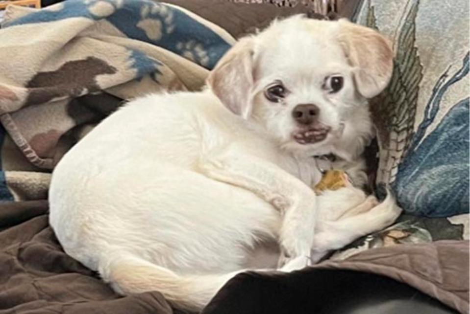 Cuddles (pictured) is still missing (Redlands Police Department)