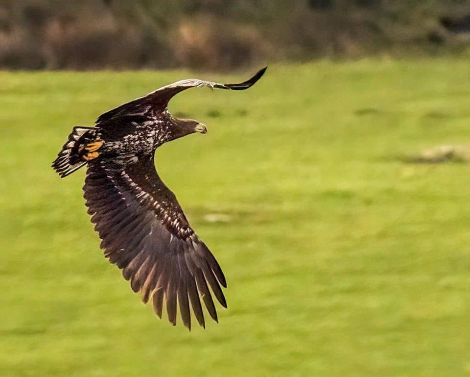 The white-tailed eagle was one of six reintroduced on the Isle of Wight in 2019 (Cat Lake/PA)
