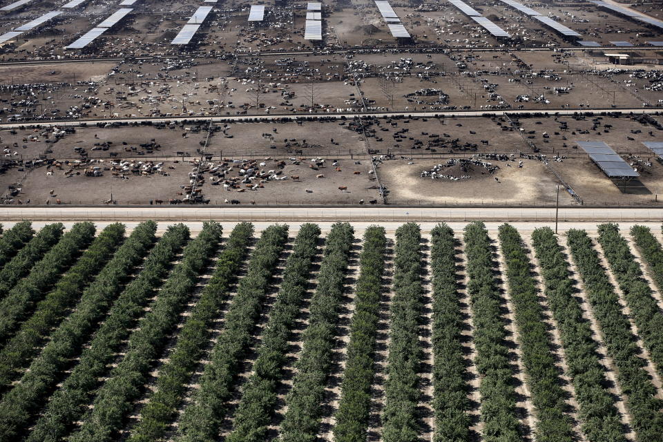 A field of almonds next to a cattle ranch in&nbsp;California's&nbsp;Central Valley. (Photo: Lucy Nicholson/Reuters)