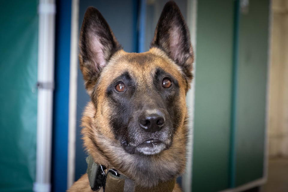 Donnie ist ein Spürhund der Bundeswehr. Er wird derzeit in einem Forschungsprojekt dazu ausgebildet, Coronaviren in Speichelproben zu erschnüffeln. Foto: Roland Alpers / Bundeswehr / dpa