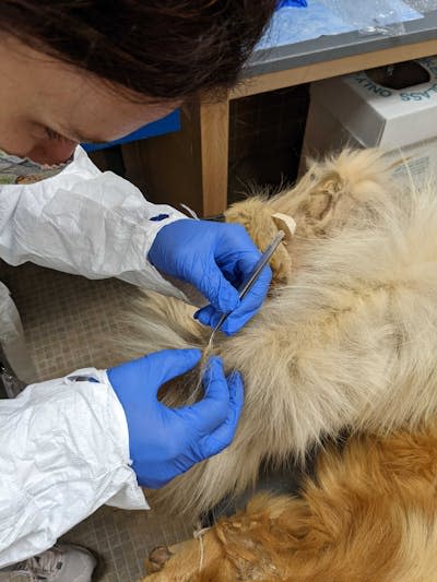 Scientist with blue gloves uses a tool to lift a bit of hair from the pelt