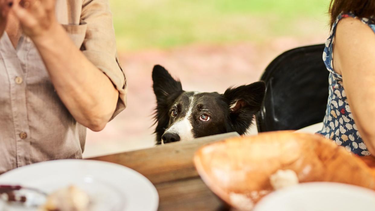  Border Collie looking at picnic table. 