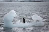 FILE PHOTO: A penguin stands on an iceberg in Yankee Harbour, Antarctica, Feb.18, 2018. Reuters/Alexandre Meneghini/File Photo