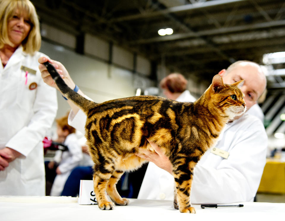 <p>A cat participates in the GCCF Supreme Cat Show at National Exhibition Centre on October 28, 2017 in Birmingham, England.(Photo: Shirlaine Forrest/WireImage) </p>