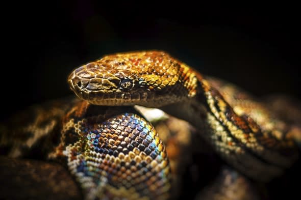 Two boa constrictor snakes on loose in French town