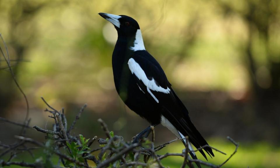 Australian magpie