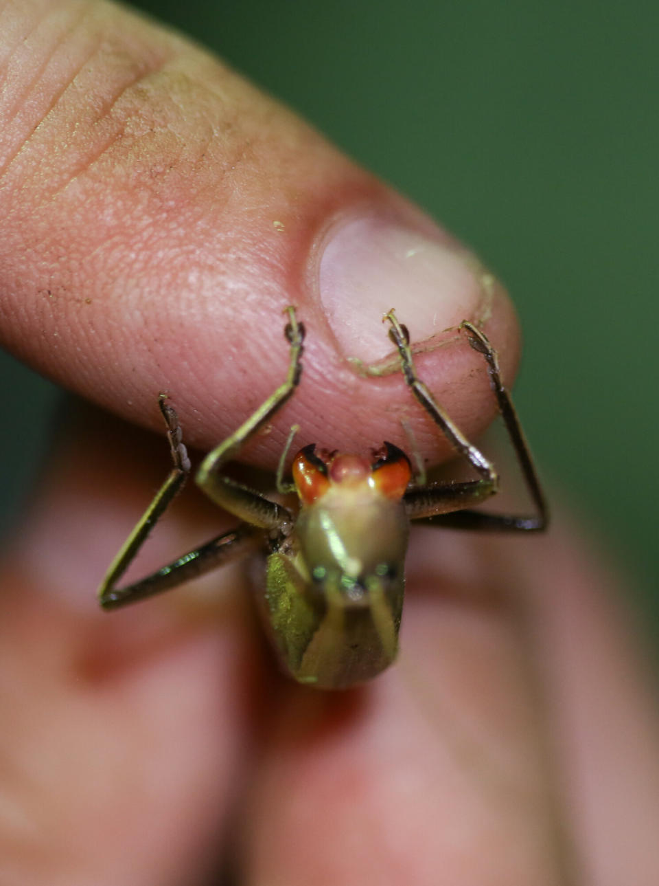 In this Monday, Sept. 24, 2012 photo, a Coneheaded katydid bites on the finger of Zack Lemann, animal and visitor programs manager of the Audubon Butterfly Garden Insectarium, as he and other employees collect bugs for their exhibits in Des Allemands, La. Some of the bugs are raised to exhibit later at the insectarium, while others are shipped to museums. Much of an insectarium’s stock dies in a year or less, so the replenishment missions for local species are essential. (AP Photo/Kerry Maloney)