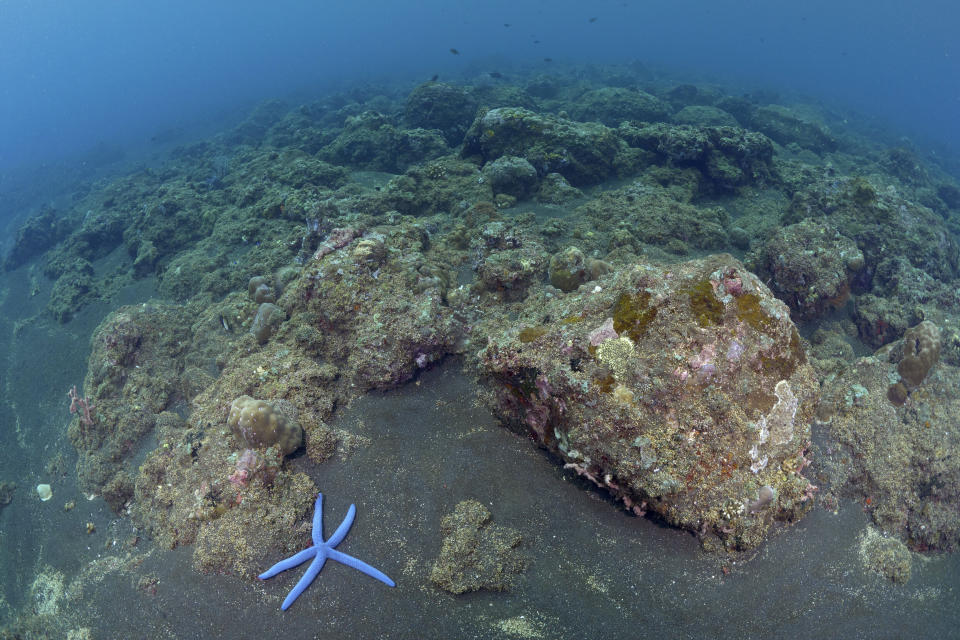 A starfish crawls along coral reefs, damaged from years of dynamite fishing, in Les, Bali, Indonesia, on April 11, 2021. Cyanide fishing was also common in the area. There have been efforts to reduce some of the most destructive practices, but the trade is extraordinarily difficult to regulate and track as it stretches from small scale fisherman in tropical seaside villages through local middlemen, export warehouses, international trade hubs and finally to pet stores in the U.S., China, Europe and elsewhere. (AP Photo/Alex Lindbloom)