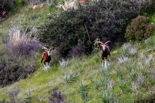 Some villagers are said to have been forced off their land by the protected mouflon