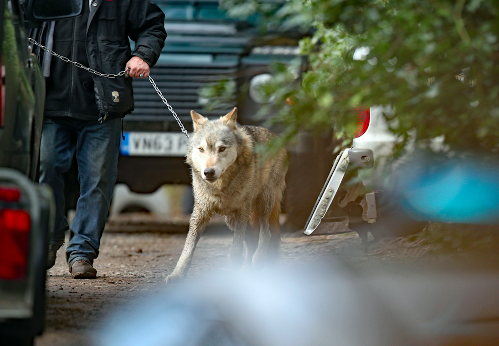 <em>Torak the wolf has been captured after escaping his sanctuary and travelling eight miles (PA)</em>