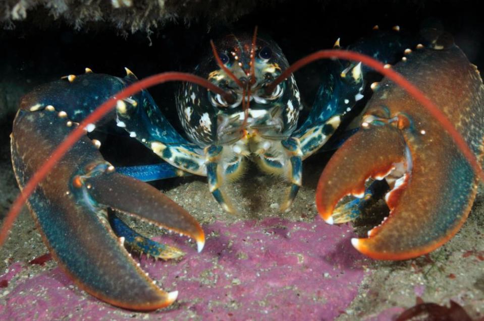 Common Lobster in a rock crevice in Lundy Island Marine Conservation Zone, Devon.