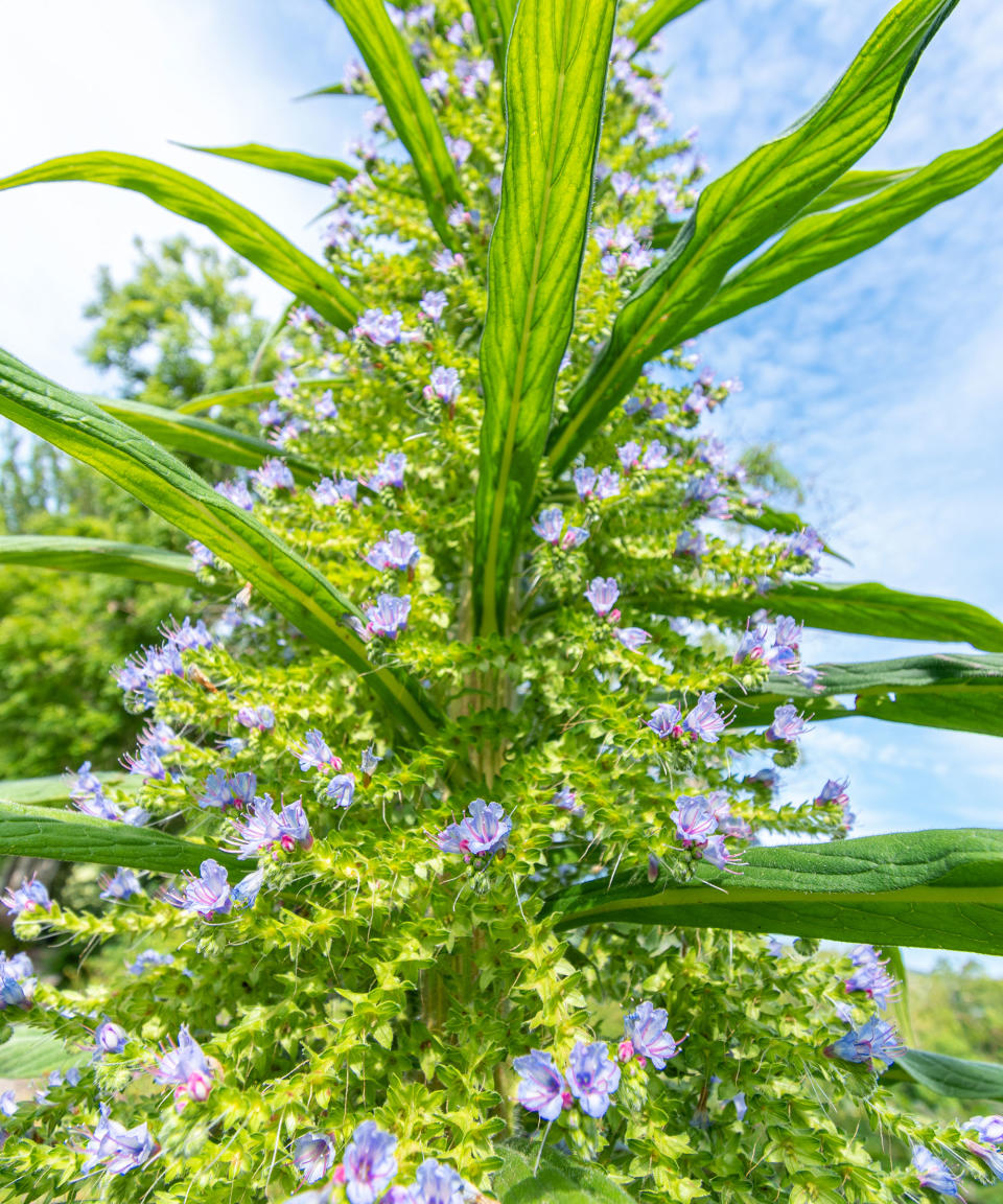 ECHIUM PININANA