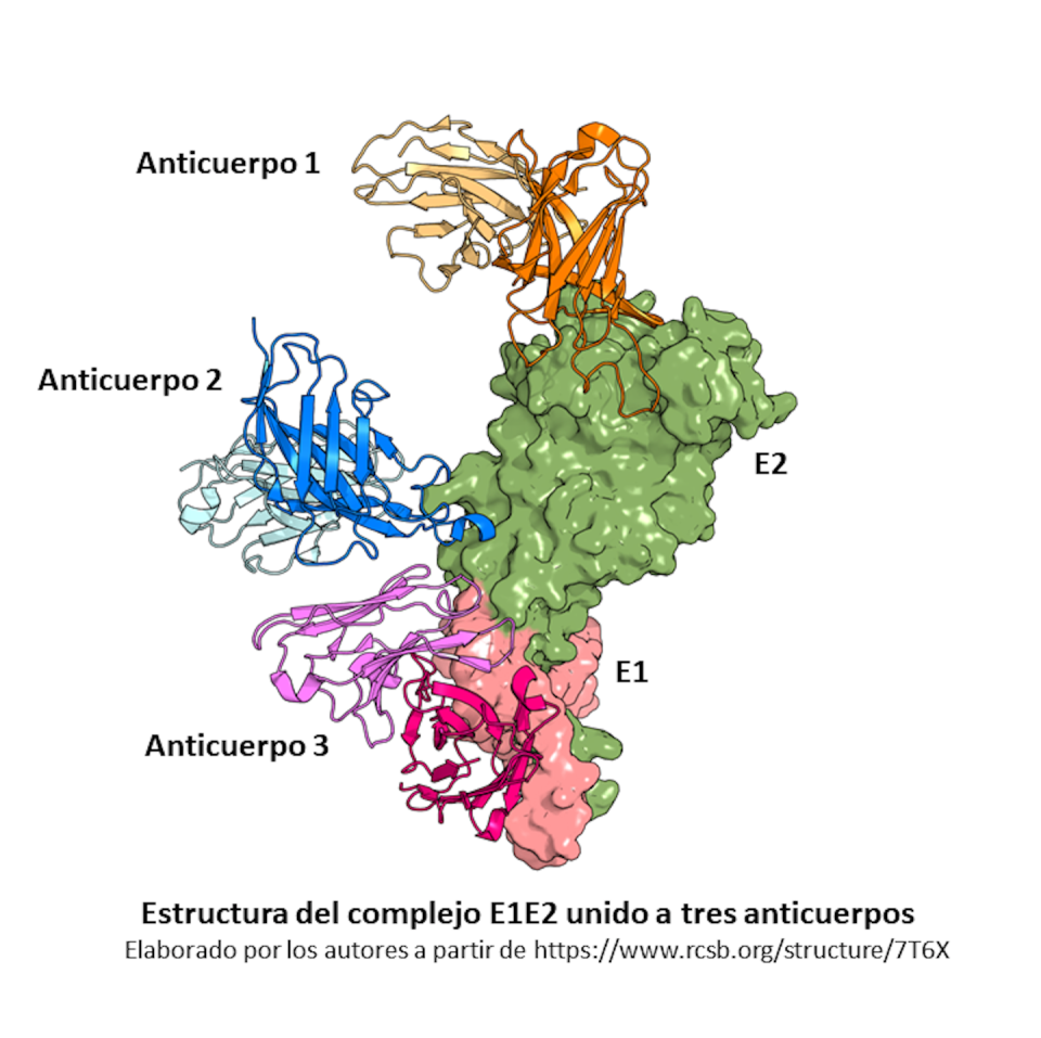 Estructura del complejo E1E2 unido a tres anticuerpos.