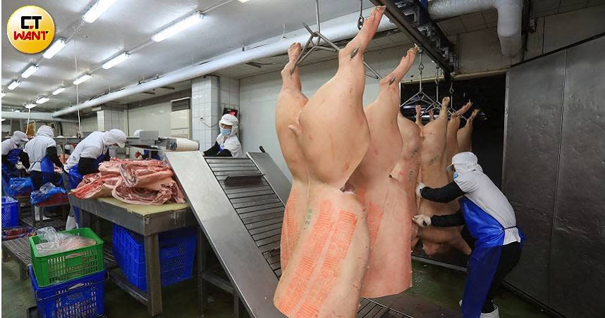 雖然政府定調台糖肉品檢出瘦肉精為個案，但仍然難以讓民眾安心，專家認為唯一可能的「破口」是種公豬。（示意圖／周志龍攝）