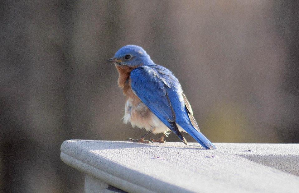 An Eastern Bluebird sits on a railing in Somerset County. Organizers of the annual Christmas Bird Count are local for volunteers to help count birds later this month.