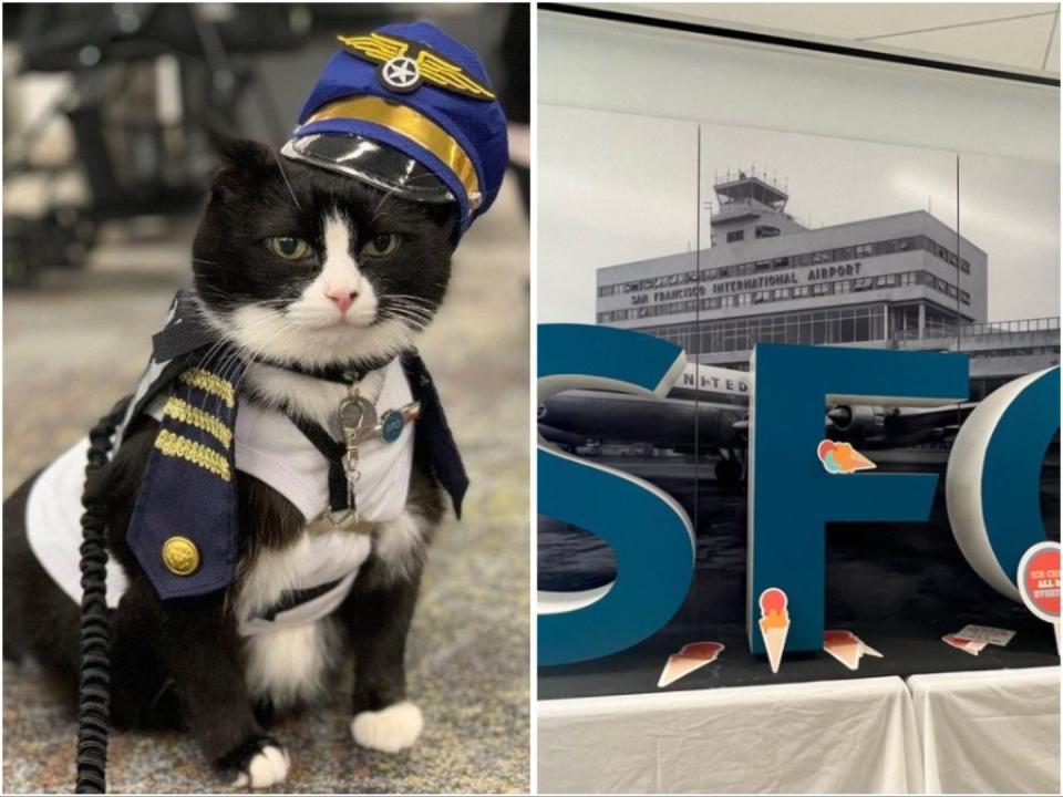 14歲的貓咪「杜克」上月底加入「Wag Brigade」團隊，在機場服務旅客。（翻攝自@sfowagbrigade IG）