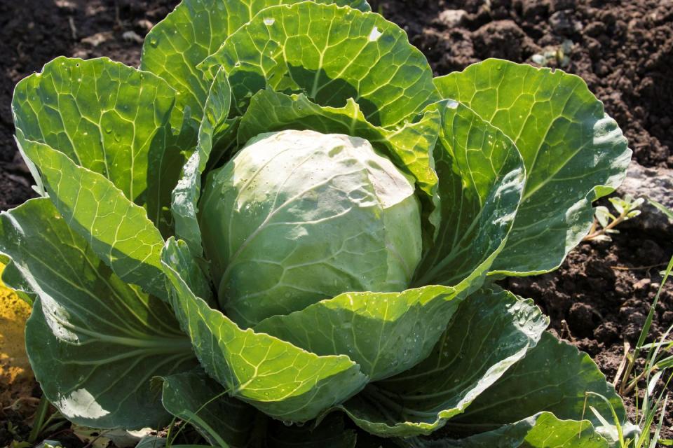 6) Cabbage