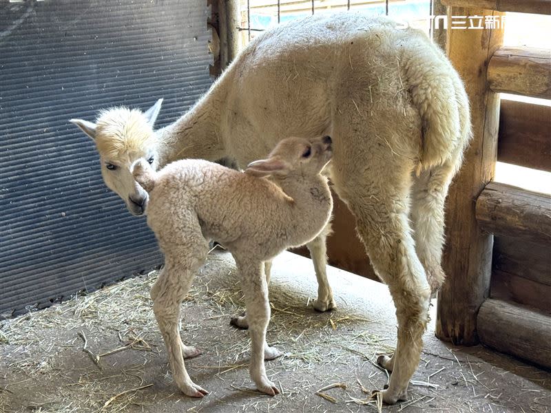 台南學甲「頑皮世界野生動物園」春日報喜，3月出生的小羊駝成為園區超萌焦點。（圖／頑皮世界提供）