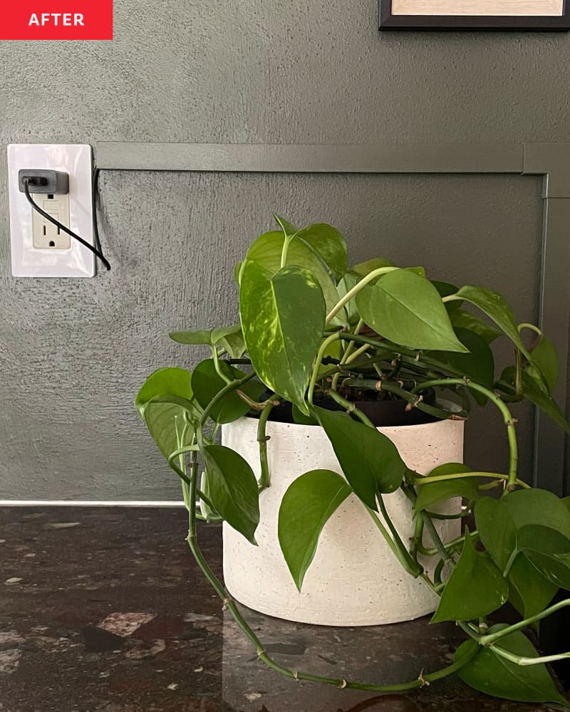 TV wall after diy makeover: Wall painted dark green with white trim, shelf added with plants. Art on walls around TV. this photo is a detail of a plant on the shelf