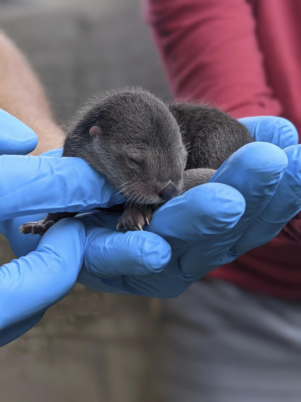 In this photo provided by Zoo Miami, a North American river otter pup, born on Friday, Feb. 5, 2021, is held at the zoo in Miami. Zoo Miami is celebrating the birth of three North American river otter pups. (Sean Juman/Zoo Miami via AP)