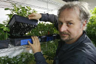 Chip Baker shows a flat of plants that have begun to root at the Baker's marijuana nursery at Baker's Medical, Wednesday, Feb. 26, 2020, in Oklahoma City. When voters in conservative Oklahoma approved medical marijuana in 2018, many thought the rollout would be ploddingly slow and burdened with bureaucracy. Instead, business is booming so much cannabis industry workers and entrepreneurs are moving to Oklahoma from states with more well-established pot cultures, like California, Colorado and Oregon. (AP Photo/Sue Ogrocki)