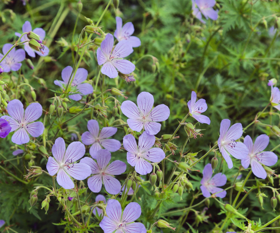 hardy geraniums Mrs Kendal Clark flowering in summer display