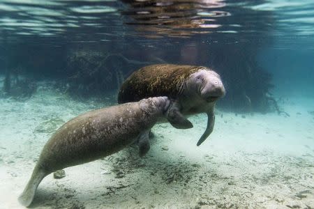 A manatee calf nurses from its mother inside of the Three Sisters Springs in Crystal River, Florida January 15, 2015. REUTERS/Scott Audette