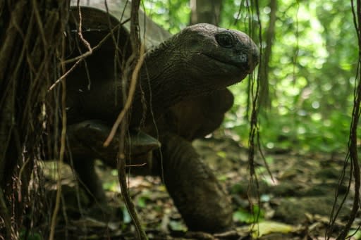 Too many tourists can bother nesting birds and turtles, says Dailus Laurence, the chief warden of Cousin Island