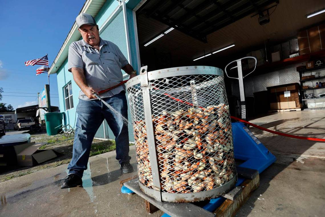Howie Grimm rinses more than 300 pounds of cooked stone crab claws at Grimm’s Stone Crab in Everglades City on Friday. Grimm, who is also the town’s mayor, says now that most of the Hurricane Ian repairs are complete, “The town is open and working and hopefully we will get some people out here to enjoy it.”