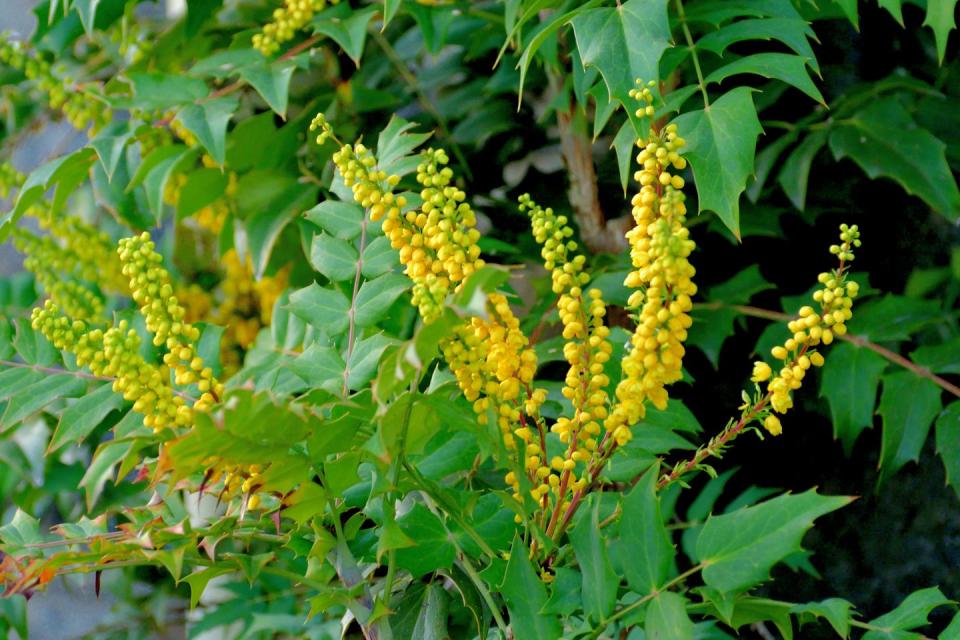 Mahonia