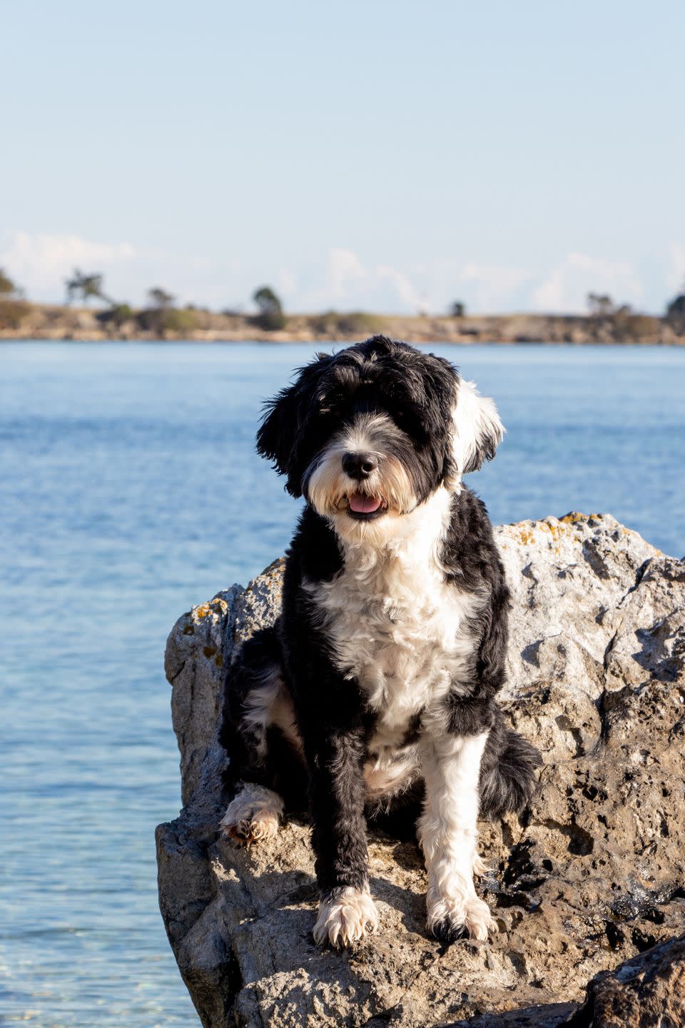 medium dog breeds portuguese water dog