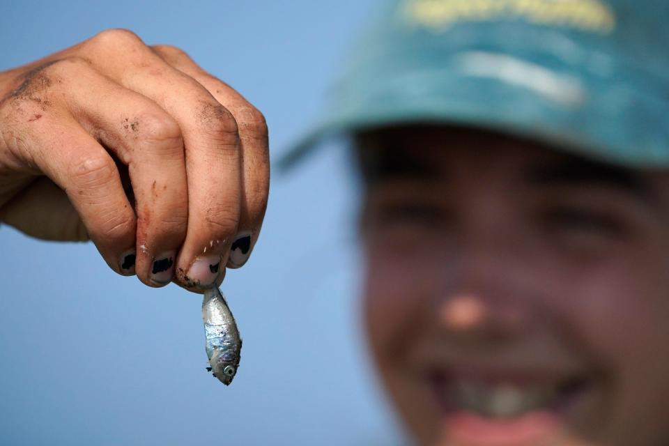 A biologist holds a small fish dropped by an adult puffin near its nesting burrow on Eastern Egg Rock, Maine, Sunday, Aug. 5, 2023. Scientists who monitor seabirds said Atlantic puffins had their second consecutive rebound year for fledging chicks after suffering a bad 2021.