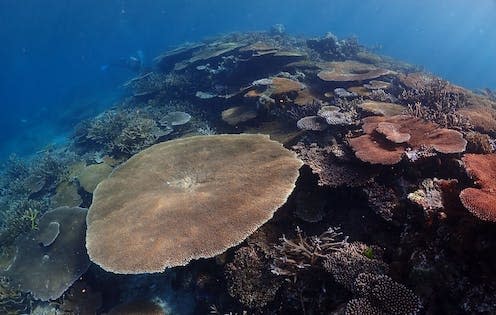 <span class="caption">A healthy coral reef in Palau in the western Pacific Ocean.</span> <span class="attribution"><span class="source">Liam Lachs</span>, <span class="license">Author provided</span></span>