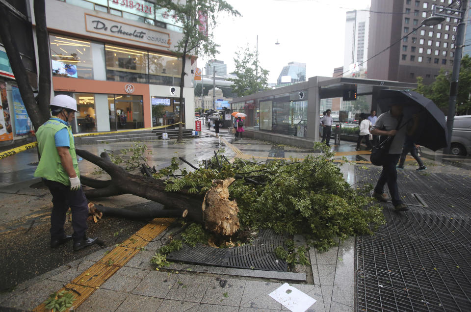 A fallen tree caused by Typhoon Lingling lies across a walkway in Seoul, South Korea, Saturday, Sept. 7, 2019. A typhoon passed along South Korea's coast Saturday, toppling trees, grounding planes and causing at least two deaths before the storm system made landfall in North Korea. (AP Photo/Ahn Young-joon)