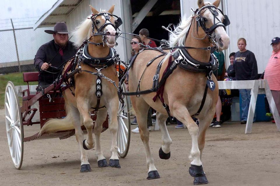 A team of draft horses head to the coliseum during at the Ashland County Fair on Tuesday.