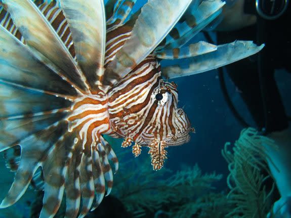 The invasive lionfish is native to the Indo-Pacific region, though has been eating its way through reefs of the Caribbean Sea and Atlantic Ocean, scientists are finding. With no effective predators, fishing by humans may be the only way to cont