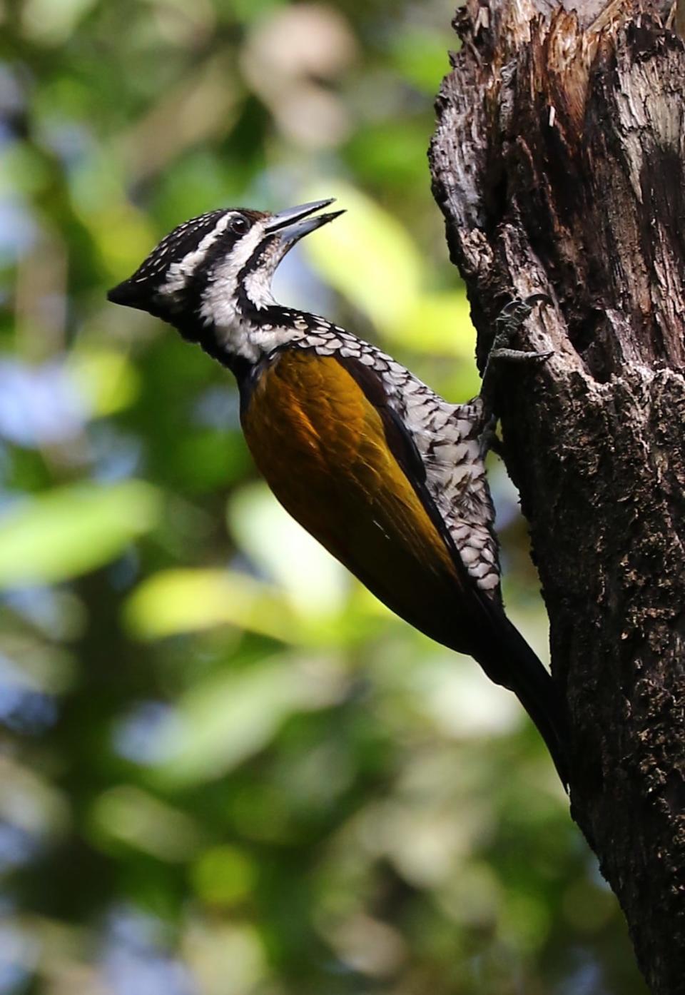 Common flameback woodpecker seen in Singapore at Pasir Ris Mangrove Park. (Photo: Nigel Griffiths/Facebook)